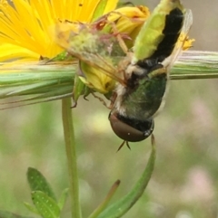 Odontomyia hunteri at Jerrabomberra, ACT - 28 Nov 2021 12:30 PM