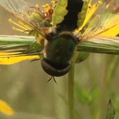 Odontomyia hunteri at Jerrabomberra, ACT - 28 Nov 2021 12:30 PM