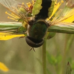 Odontomyia hunteri at Jerrabomberra, ACT - 28 Nov 2021 12:30 PM