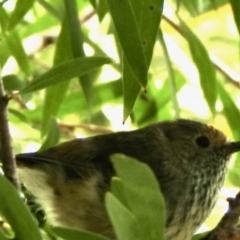 Acanthiza pusilla (Brown Thornbill) at Aranda, ACT - 28 Nov 2021 by KMcCue