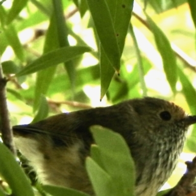 Acanthiza pusilla (Brown Thornbill) at Aranda, ACT - 28 Nov 2021 by KMcCue