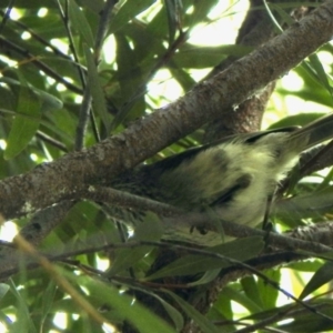 Acanthiza pusilla at Aranda, ACT - 28 Nov 2021