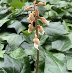 Gastrodia sesamoides (Cinnamon Bells) at Parkes, ACT - 28 Nov 2021 by JanetRussell