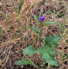 Solanum cinereum (Narrawa Burr) at Holt, ACT - 27 Nov 2021 by KMcCue