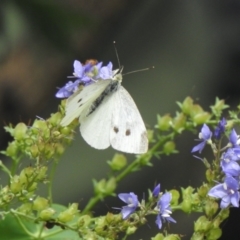 Pieris rapae (Cabbage White) at Aranda, ACT - 25 Nov 2021 by KMcCue