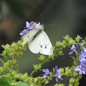 Pieris rapae at Aranda, ACT - 25 Nov 2021