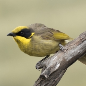 Lichenostomus melanops at Googong, NSW - 28 Nov 2021 11:00 AM