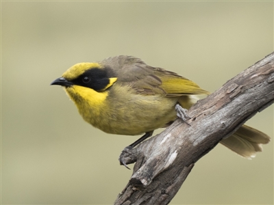 Lichenostomus melanops (Yellow-tufted Honeyeater) at Googong, NSW - 28 Nov 2021 by patrickcox