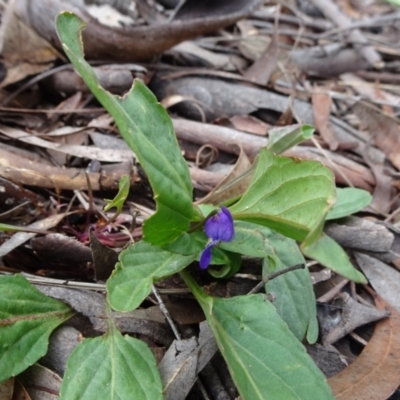 Viola betonicifolia (Mountain Violet) at Lower Boro, NSW - 23 Nov 2021 by JanetRussell