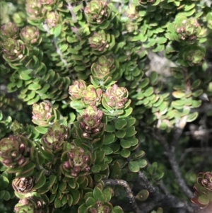 Westringia lucida at Yaouk, NSW - 28 Nov 2021