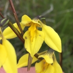 Diuris monticola (Highland Golden Moths) at Yaouk, NSW - 27 Nov 2021 by Ned_Johnston