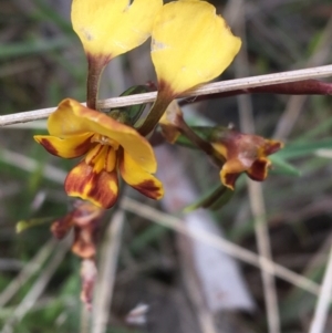 Diuris semilunulata at Yaouk, NSW - 28 Nov 2021