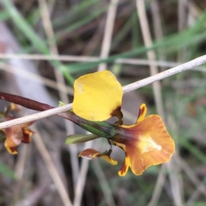 Diuris semilunulata at Yaouk, NSW - 28 Nov 2021