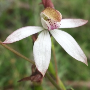 Caladenia moschata at Yaouk, NSW - 28 Nov 2021