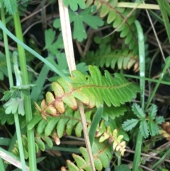 Blechnum penna-marina (Alpine Water Fern) at Yaouk, NSW - 28 Nov 2021 by Ned_Johnston