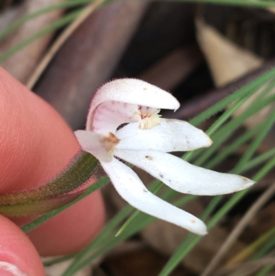 Caladenia alpina (Mountain Caps) at Yaouk, NSW - 28 Nov 2021 by Ned_Johnston