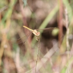 Diplacodes haematodes (Scarlet Percher) at Glenroy, NSW - 28 Nov 2021 by KylieWaldon