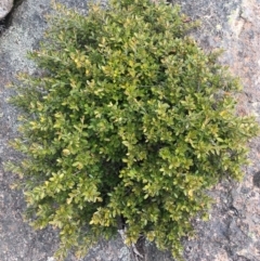 Grevillea diminuta at Mount Clear, ACT - 28 Nov 2021