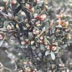 Gaudium namadgiense (Namadgi Tea-tree) at Yaouk, NSW - 28 Nov 2021 by Tapirlord