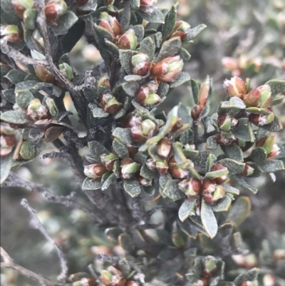 Gaudium namadgiense (Namadgi Tea-tree) at Yaouk, NSW - 28 Nov 2021 by Tapirlord
