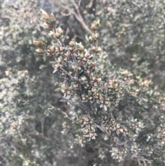 Gaudium namadgiense at Yaouk, NSW - 28 Nov 2021 02:15 PM