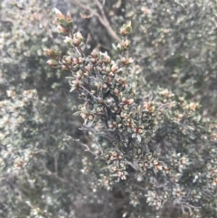 Gaudium namadgiense at Yaouk, NSW - 28 Nov 2021 02:15 PM