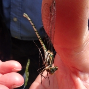 Austrolestes annulosus at Lower Boro, NSW - 23 Nov 2021