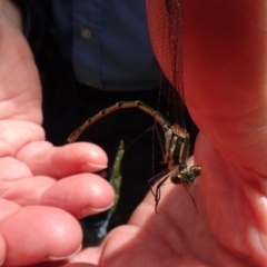 Austrolestes annulosus at Lower Boro, NSW - 23 Nov 2021