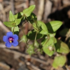 Lysimachia loeflingii (Blue Pimpernel) at Glenroy, NSW - 28 Nov 2021 by KylieWaldon