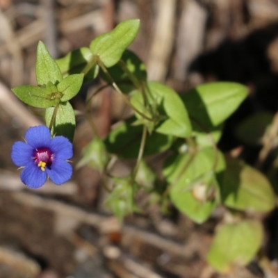 Lysimachia loeflingii (Blue Pimpernel) at Glenroy, NSW - 28 Nov 2021 by KylieWaldon