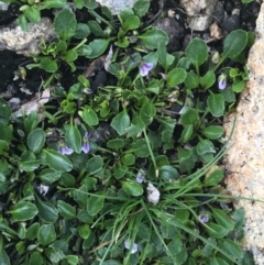 Viola improcera (Dwarf Violet) at Yaouk, NSW - 28 Nov 2021 by NedJohnston