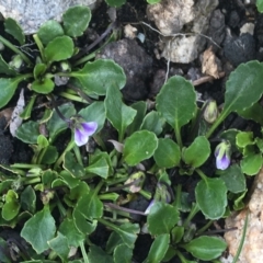 Viola improcera at Yaouk, NSW - 28 Nov 2021