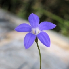 Wahlenbergia sp. (Bluebell) at Glenroy, NSW - 28 Nov 2021 by KylieWaldon