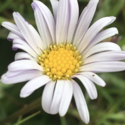 Brachyscome spathulata (Coarse Daisy, Spoon-leaved Daisy) at Yaouk, NSW - 27 Nov 2021 by Ned_Johnston