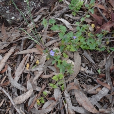 Veronica plebeia (Trailing Speedwell, Creeping Speedwell) at Lower Boro, NSW - 23 Nov 2021 by AndyRussell