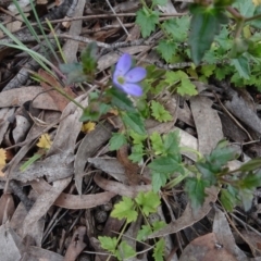 Veronica plebeia at Lower Boro, NSW - 23 Nov 2021