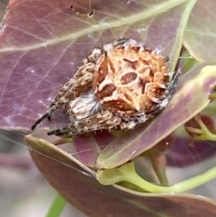 Backobourkia sp. (genus) (An orb weaver) at Jerrabomberra, NSW - 27 Nov 2021 by SteveBorkowskis