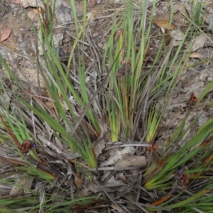 Patersonia sericea var. sericea at Lower Boro, NSW - 23 Nov 2021