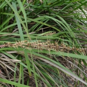 Lomandra longifolia at Lower Boro, NSW - 23 Nov 2021