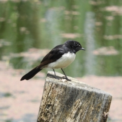 Rhipidura leucophrys (Willie Wagtail) at Fyshwick, ACT - 28 Nov 2021 by MatthewFrawley