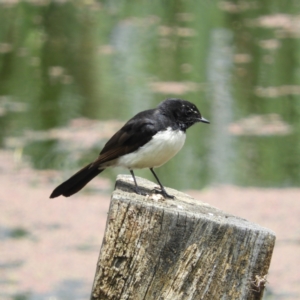 Rhipidura leucophrys at Fyshwick, ACT - 28 Nov 2021