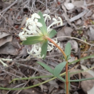 Pimelea linifolia subsp. linifolia at Cook, ACT - 23 Nov 2021 09:54 AM