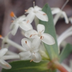 Pimelea linifolia subsp. linifolia at Cook, ACT - 23 Nov 2021 09:54 AM