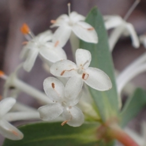 Pimelea linifolia subsp. linifolia at Cook, ACT - 23 Nov 2021 09:54 AM