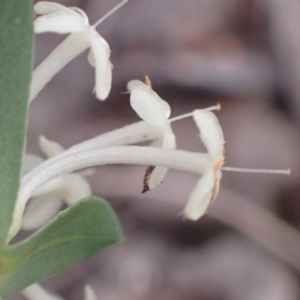 Pimelea linifolia subsp. linifolia at Cook, ACT - 23 Nov 2021 09:54 AM