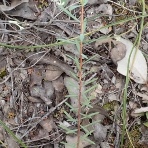 Pimelea linifolia subsp. linifolia at Cook, ACT - 23 Nov 2021 09:54 AM