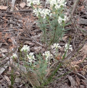 Pimelea linifolia subsp. linifolia at Cook, ACT - 23 Nov 2021 09:54 AM