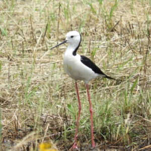 Himantopus leucocephalus at Fyshwick, ACT - 28 Nov 2021 12:20 PM