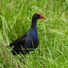 Porphyrio melanotus (Australasian Swamphen) at Fyshwick, ACT - 28 Nov 2021 by MatthewFrawley