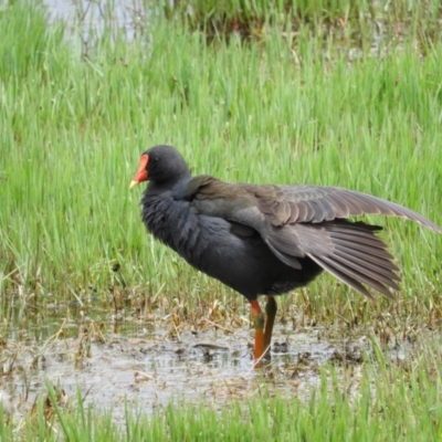 Gallinula tenebrosa (Dusky Moorhen) at Fyshwick, ACT - 28 Nov 2021 by MatthewFrawley